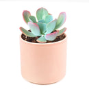 buy echeveria 'blue sky' live succulent 4 inch online, striking blue-green rosette with thick farina-coated fleshy leaves, pale aqua to gray-blue coloration with warm rosy pink margins, grows wide and flat with elegant symmetrical form, drought tolerant and beginner-friendly for easy indoor care, a sophisticated botanical accent for contemporary home or office decor, an unforgettable and thoughtful plant gift for any celebration