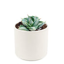 buy variegated butterfly agave live succulent 3.5 inch online, blue-green and creamy yellow variegated rosette foliage, compact architectural form with slow steady long-lived growth, sharp terminal and marginal spines throughout leaf structure, thrives in full sun with very low water requirements, striking sculptural accent for desert, boho or modern minimalist decor, a rare and highly sought-after collector succulent gift
