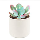 buy echeveria 'blue sky' live succulent 4 inch online, striking blue-green rosette with thick farina-coated fleshy leaves, pale aqua to gray-blue coloration with warm rosy pink margins, grows wide and flat with elegant symmetrical form, drought tolerant and beginner-friendly for easy indoor care, a sophisticated botanical accent for contemporary home or office decor, an unforgettable and thoughtful plant gift for any celebration