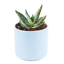 4 inch mountain aloe live succulent for sale, dense spiny rosette of thick grey-green leaves with sharp pointed tips, bold solitary stem form that matures into a striking specimen over decades, low maintenance and drought hardy in plastic pot, a timeless and unique succulent gift for collectors and beginners alike