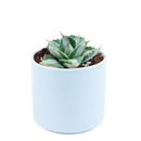 buy variegated butterfly agave live succulent 3.5 inch online, blue-green and creamy yellow variegated rosette foliage, compact architectural form with slow steady long-lived growth, sharp terminal and marginal spines throughout leaf structure, thrives in full sun with very low water requirements, striking sculptural accent for desert, boho or modern minimalist decor, a rare and highly sought-after collector succulent gift
