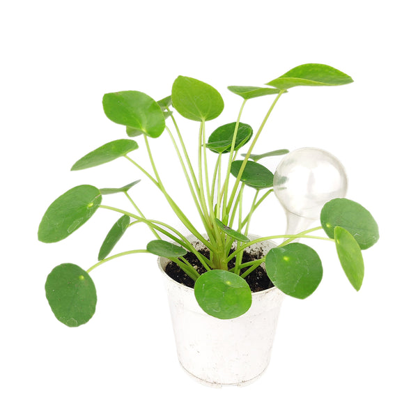 water globes for succulents Minimalist Transparent Self Watering Globe | Gardening Tools