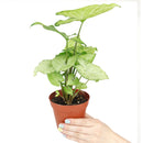 6 inch syngonium white butterfly live air plant for sale, lush pale cream and jade green variegated heart-shaped foliage with natural veining creating botanical elegance, rapidly spreading vine form that requires weekly rotation to prevent asymmetrical one-sided leaf growth, adapts remarkably to low-light artificial office environments lit by led screens and overhead panels, vulnerable to cold damage and browning from direct air conditioning vent and heater air exposure, beautiful tall plant display for liv