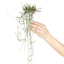 buy ceropegia linearis string of needles live houseplant 4'' pot online, delicate trailing semi-succulent with narrow pointed green needles cascading gracefully, slow grower with elegant vining form, low maintenance care routine, beautiful hanging plant for indoor spaces, rare and charming gift for plant collectors