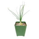 succulent care, succulents store in CA, succulents garden, succulent plant, monthly succulents, Albuca Augrabies Hills, succulent in California, How to grow Albuca