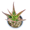 buy aloe coral fire live succulent 4 inch plastic pot online, fiery coral margins edging deep forest green fleshy leaves, slow-growing compact clustering aloe rosette, thrives in full sun to bright indirect light, drought tolerant and low maintenance succulent, bold windowsill or patio container display, memorable succulent gift for beginners and collectors alike