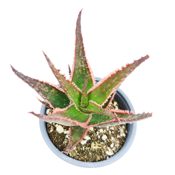 Succulents Box® Aloe Coral Fire for Sale