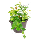buy 6 inch hoya australis lisa live houseplant 6" grower pot online, lush vining plant with glossy variegated foliage in lime green yellow and cream tones, fragrant white star-shaped flower clusters when mature, easy care trailing semi-succulent perfect for bright indirect light, rare variegated hoya gift for collectors and plant lovers