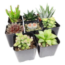 Pack of 6 Indoor Succulent Plants in individual plastic pots are arranged in two rows of three on a light-colored wooden table