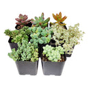 Live Sedum Assorted Pack for sale, A Variety of Healthy Live Sedum Succulent Plant, Colorful Sedum Gift Ideas, How to care for Sedum Succulent, How to grow Sedum Succulent Indoor, Sedum, Sedum succulent, Sedum types, succulent Sedum, buy succulents online, succulent shop, succulent store, Sedum plant, indoor succulents