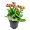 buy kalanchoe blossfeldiana 'calandiva purple' live succulent 4.5'' pot online, showcasing dense rose-shaped purple double blooms above thick evergreen succulent foliage, slow grower in grower pot, easy care minimal watering, long-lasting color for h