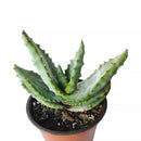 4 inch mountain aloe live succulent for sale, dense spiny rosette of thick grey-green leaves with sharp pointed tips, bold solitary stem form that matures into a striking specimen over decades, low maintenance and drought hardy in plastic pot, a timeless and unique succulent gift for collectors and beginners alike