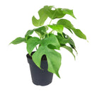 Rhaphidophora Tetrasperma, Monstera Minima, Philodendron Piccolo, mini Monstera, plant with fenestrated leaves, easy care air-purifying plant for homes and offices, Indoor Houseplants for sale