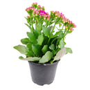 buy kalanchoe blossfeldiana 'calandiva purple' live succulent 4.5'' pot online, showcasing dense rose-shaped purple double blooms above thick evergreen succulent foliage, slow grower in grower pot, easy care minimal watering, long-lasting color for h