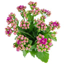 buy kalanchoe blossfeldiana 'calandiva purple' live succulent 4.5'' pot online, showcasing dense rose-shaped purple double blooms above thick evergreen succulent foliage, slow grower in grower pot, easy care minimal watering, long-lasting color for h
