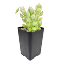 Cotyledon Pendens - Cliff Cotyledon
