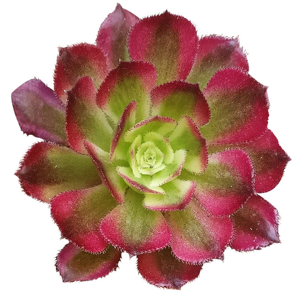 Live plant succulent outlet Aeonium Mardi Gras crested