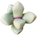 Karoo Rose Lapidaria margaretae Cactus