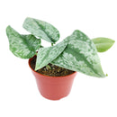8" pot silver splash pothos live houseplant for sale, large statement silver splash pothos with extensive trailing silvery-green vines and velvety iridescent foliage, mature tropical houseplant in cow pot, air purifying and easy care, bohemian lush indoor jungle aesthetic, rare and meaningful heirloom plant gift