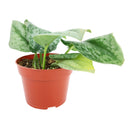 8" pot silver splash pothos live houseplant for sale, large statement silver splash pothos with extensive trailing silvery-green vines and velvety iridescent foliage, mature tropical houseplant in cow pot, air purifying and easy care, bohemian lush indoor jungle aesthetic, rare and meaningful heirloom plant gift