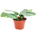 8" pot silver splash pothos live houseplant for sale, large statement silver splash pothos with extensive trailing silvery-green vines and velvety iridescent foliage, mature tropical houseplant in cow pot, air purifying and easy care, bohemian lush indoor jungle aesthetic, rare and meaningful heirloom plant gift