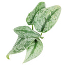 8" pot silver splash pothos live houseplant for sale, large statement silver splash pothos with extensive trailing silvery-green vines and velvety iridescent foliage, mature tropical houseplant in cow pot, air purifying and easy care, bohemian lush indoor jungle aesthetic, rare and meaningful heirloom plant gift