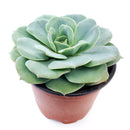 Buy an 8-pack of 4" live plants online. Choose eight plants of your choice to create a lush and diverse collection in 4" pots. Perfect for filling larger spaces, decorating your home or office, and growing your plant collection.
