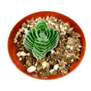 Crassula pyramidalis 'Buddha's Temple'