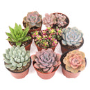 Succulent Plant Gift Ideas For Valentine's Day, Best Valentine Gifts 2024, Unique DIY Valentine's Day Gifts For That Special Someone, Rosette shaped succulent assorted pack, Succulent assorted pack perfect for weddings, Purple and pink succulent pack for wedding plan