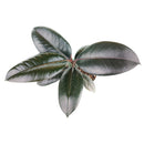 Ficus Decora Burgundy, Ficus Decora, Rubber plant, Rubber tree, burgundy houseplant, burgundy rubber tree, ficus burgundy, rubber plant care, Ficus Decora Burgundy care, Ficus Decora Burgundy near me, rubber plant for sale, Ficus Decora Burgundy for sale, Indoor Houseplant