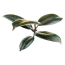 Ficus Decora Burgundy, Ficus Decora, Rubber plant, Rubber tree, burgundy houseplant, burgundy rubber tree, ficus burgundy, rubber plant care, Ficus Decora Burgundy care, Ficus Decora Burgundy near me, rubber plant for sale, Ficus Decora Burgundy for sale, Indoor Houseplant
