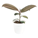 Ficus Decora Burgundy, Ficus Decora, Rubber plant, Rubber tree, burgundy houseplant, burgundy rubber tree, ficus burgundy, rubber plant care, Ficus Decora Burgundy care, Ficus Decora Burgundy near me, rubber plant for sale, Ficus Decora Burgundy for sale, Indoor Houseplant