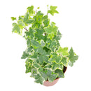 3" pot golden english ivy live plant for sale, lush variegated lobed leaves with butter-gold to bright gold margins, trailing vine growth perfect for hanging baskets or elevated planters, evergreen all-season color, moderate humidity care needs, a beautiful addition to any boho or cottage-style interior, makes a heartfelt and lasting gift