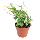 3" pot golden english ivy live plant for sale, lush variegated lobed leaves with butter-gold to bright gold margins, trailing vine growth perfect for hanging baskets or elevated planters, evergreen all-season color, moderate humidity care needs, a beautiful addition to any boho or cottage-style interior, makes a heartfelt and lasting gift