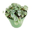 peperomia little toscani, peperomia little toscani care, peperomia little toscani plant, peperomia little toscani care for sale, buy Peperomia Little Toscani online
