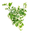 buy pothos n'joy live houseplant 8" pot online, full and flourishing trailing vine in a nursery pot with cascading white and bright green variegated heart-shaped leaves, slow-growing air-purifying tropical vine, drought-tolerant and low maintenance, a dramatic bohemian showpiece and a memorable plant gift