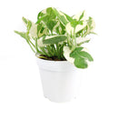 buy pothos n'joy live houseplant 8" pot online, full and flourishing trailing vine in a nursery pot with cascading white and bright green variegated heart-shaped leaves, slow-growing air-purifying tropical vine, drought-tolerant and low maintenance, a dramatic bohemian showpiece and a memorable plant gift