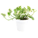 buy pothos n'joy live houseplant 8" pot online, full and flourishing trailing vine in a nursery pot with cascading white and bright green variegated heart-shaped leaves, slow-growing air-purifying tropical vine, drought-tolerant and low maintenance, a dramatic bohemian showpiece and a memorable plant gift