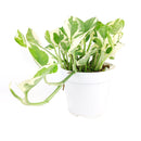 buy pothos n'joy live houseplant 8" pot online, full and flourishing trailing vine in a nursery pot with cascading white and bright green variegated heart-shaped leaves, slow-growing air-purifying tropical vine, drought-tolerant and low maintenance, a dramatic bohemian showpiece and a memorable plant gift