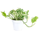 buy pothos n'joy live houseplant 8" pot online, full and flourishing trailing vine in a nursery pot with cascading white and bright green variegated heart-shaped leaves, slow-growing air-purifying tropical vine, drought-tolerant and low maintenance, a dramatic bohemian showpiece and a memorable plant gift