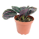 buy calathea 'dottie' live houseplant 4" pot online, dark glossy leaves with vivid pink veins and outlined edges creating living art effect, prayer plant leaf folding behavior each evening, compact slow-growing tropical suitable for kitchen or bathroom display, air-purifying pet-safe evergreen perennial, sophisticated bohemian accent for any humid indoor space, perfect as a special occasion plant gift