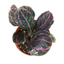 buy calathea 'dottie' live houseplant 4" pot online, dark glossy leaves with vivid pink veins and outlined edges creating living art effect, prayer plant leaf folding behavior each evening, compact slow-growing tropical suitable for kitchen or bathroom display, air-purifying pet-safe evergreen perennial, sophisticated bohemian accent for any humid indoor space, perfect as a special occasion plant gift