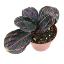 buy calathea 'dottie' live houseplant 4" pot online, dark glossy leaves with vivid pink veins and outlined edges creating living art effect, prayer plant leaf folding behavior each evening, compact slow-growing tropical suitable for kitchen or bathroom display, air-purifying pet-safe evergreen perennial, sophisticated bohemian accent for any humid indoor space, perfect as a special occasion plant gift