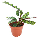 caring for rattlesnake plant, calathea lancifolia rattlesnake, care for rattlesnake plant, large rattlesnake plant, how often to water rattlesnake plant, calathea rattlesnake lancifolia, rattlesnake plant for sale, lancifolia calathea