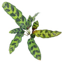 caring for rattlesnake plant, calathea lancifolia rattlesnake, care for rattlesnake plant, large rattlesnake plant, how often to water rattlesnake plant, calathea rattlesnake lancifolia, rattlesnake plant for sale, lancifolia calathea