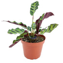 caring for rattlesnake plant, calathea lancifolia rattlesnake, care for rattlesnake plant, large rattlesnake plant, how often to water rattlesnake plant, calathea rattlesnake lancifolia, rattlesnake plant for sale, lancifolia calathea