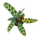 caring for rattlesnake plant, calathea lancifolia rattlesnake, care for rattlesnake plant, large rattlesnake plant, how often to water rattlesnake plant, calathea rattlesnake lancifolia, rattlesnake plant for sale, lancifolia calathea
