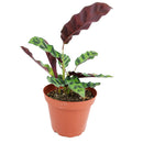 caring for rattlesnake plant, calathea lancifolia rattlesnake, care for rattlesnake plant, large rattlesnake plant, how often to water rattlesnake plant, calathea rattlesnake lancifolia, rattlesnake plant for sale, lancifolia calathea