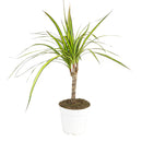 buy dracaena marginata 'sunshine' - dracaena kiwi live houseplant 6" pot online, striking variegated foliage in vivid yellow and green tones on slender canes, architectural narrow upright tree habit, slow grower with air-purifying benefits, thrives in bright filtered indoor light with minimal watering, a bold and elegant floor plant for contemporary decor, an exceptional and enduring gift for any plant lover