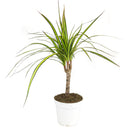 Dracaena Kiwi, air-purifying houseplant, houseplants pictures, house plants low light, house plants low maintenance, Dracaena Sunray Cane houseplant for sale, where to buy Dracaena Marginata Sunray online